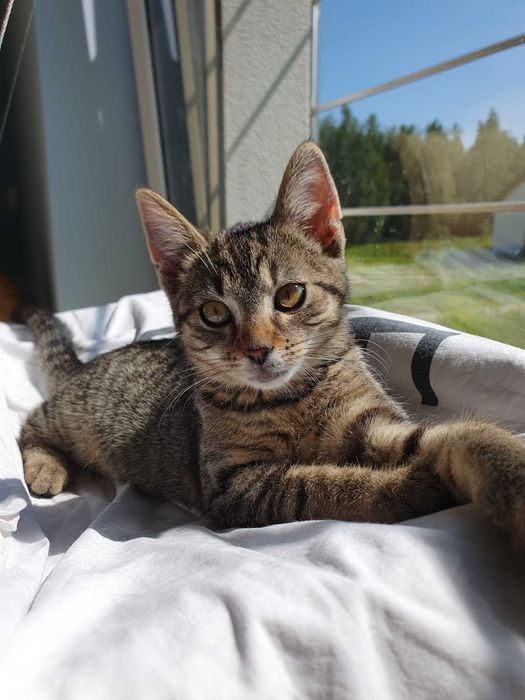 Mojito i Pina Colada - dwa przytulaski na tropie domku