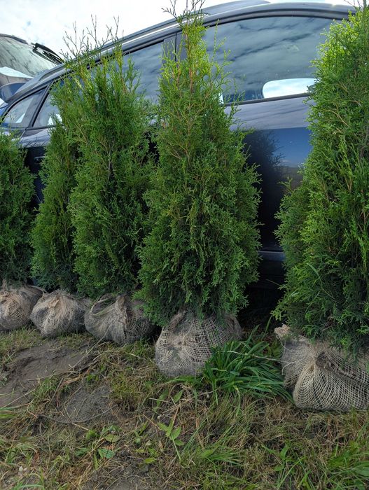 Туя Колумна. Смарагд. Самшит. Вічнозелені рослини. Власний питомник