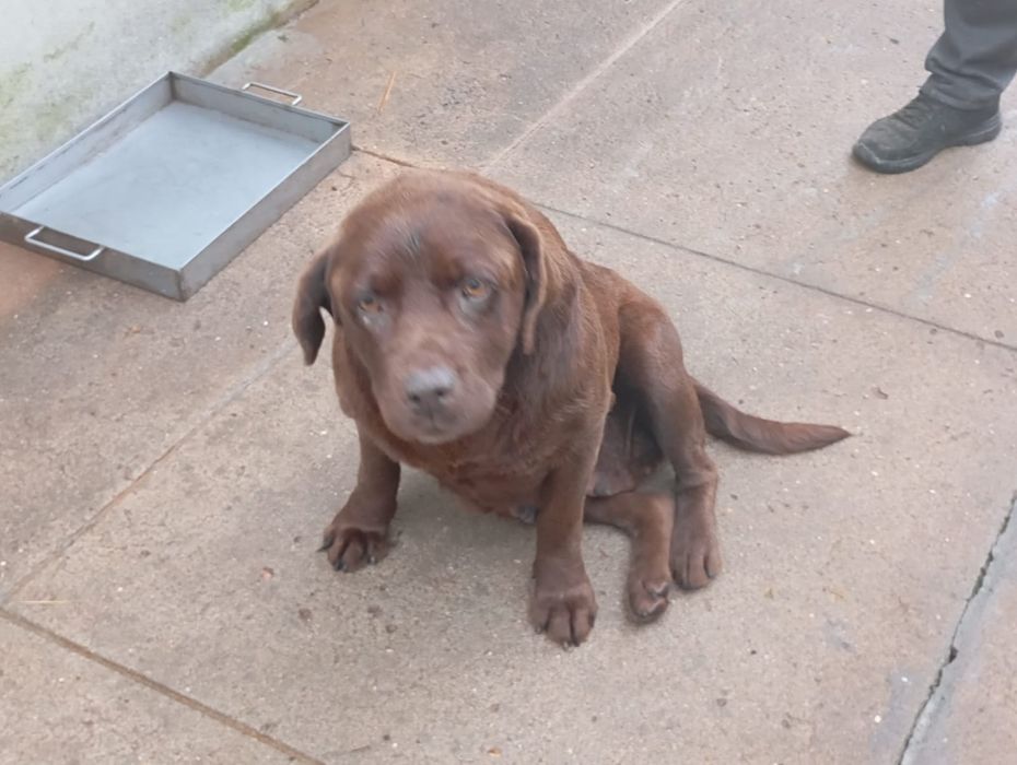 2 labrador as chocolate fêmeas.