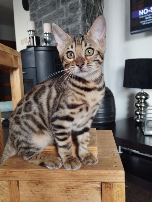 Kotka bengalska gotowa do zmiany domu.