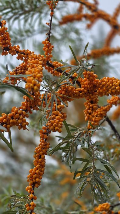 Саджанці обліпихи сорту Герго!! Великий вибір сортів!