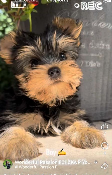 Yorkshire Terrier FCI