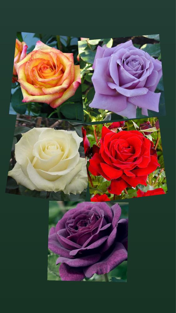 Саженцы роз трехлетние | Чайногибридные букетные розы