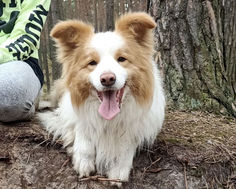 Border Collie FCI