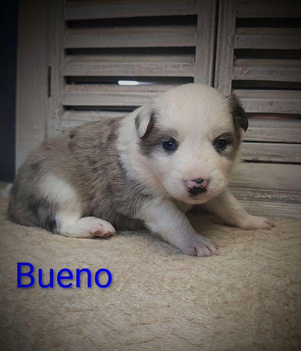 Border collie piesek Blue merle przebadani rodzice