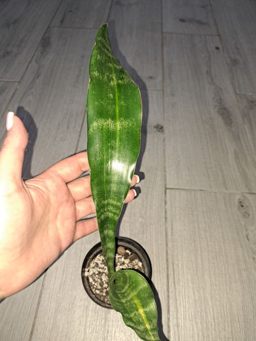 Аубрутіана варієгатна і аубрутіана nite lite