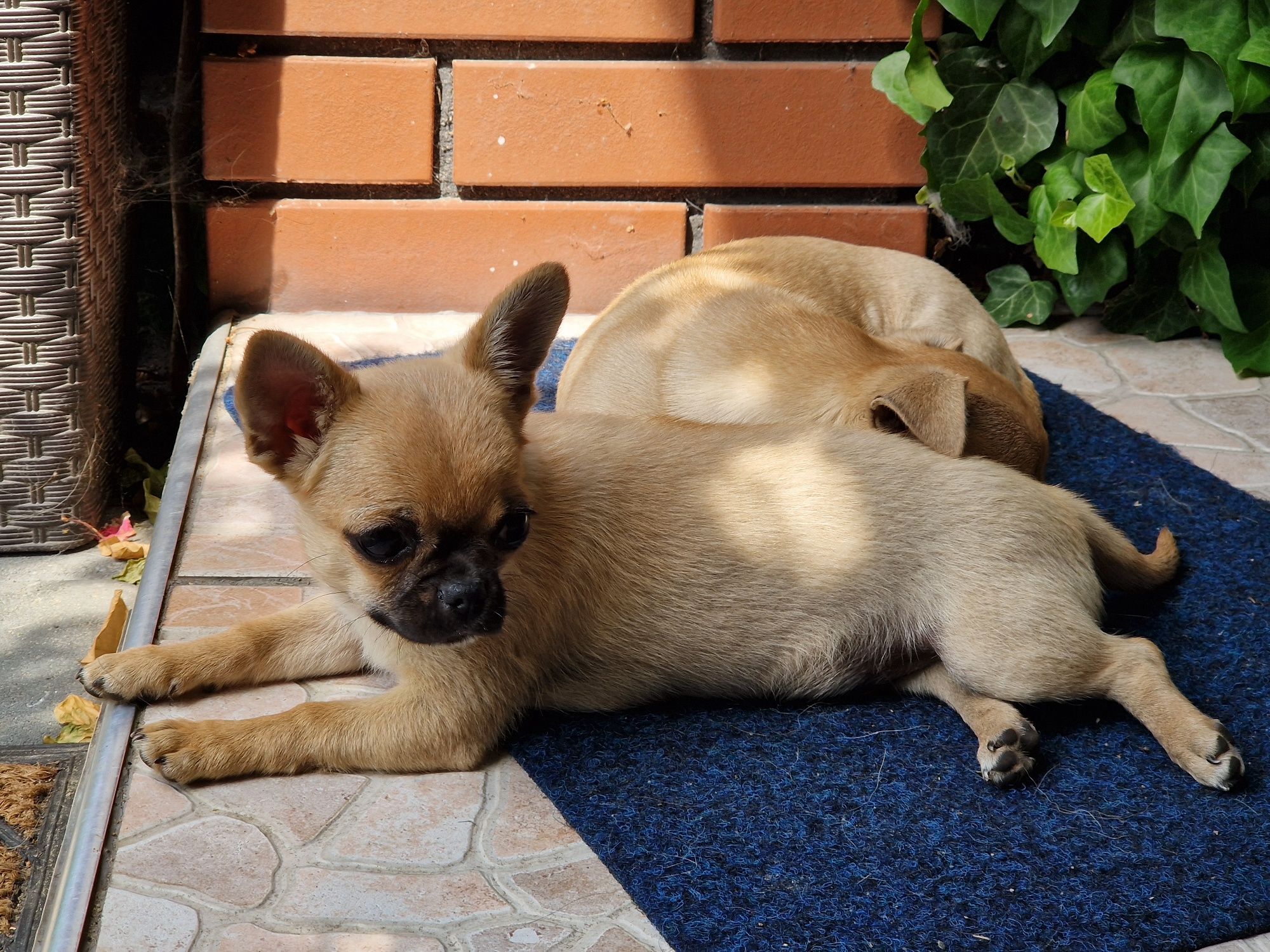 Chihuahua śliczny krótkowłosy piesek