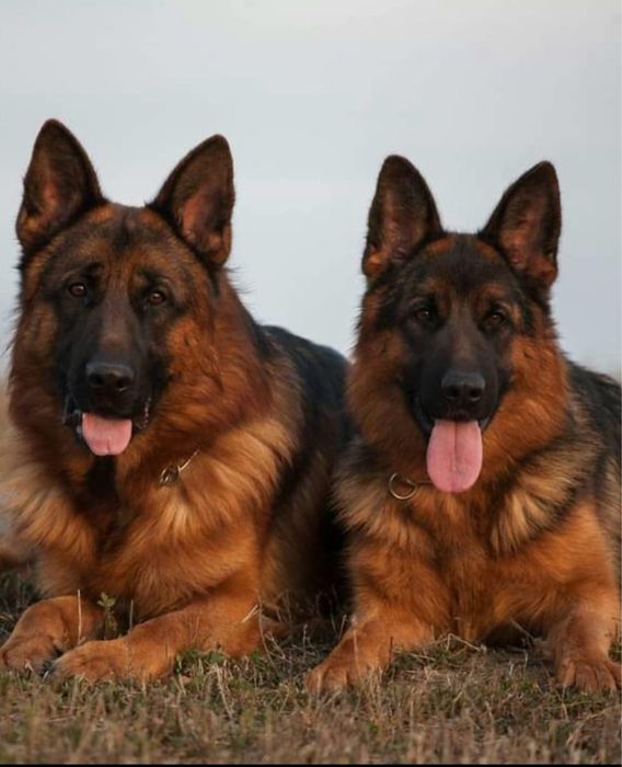 Німецькі Вівчарки