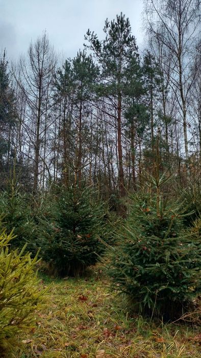 Żywe choinki na święta