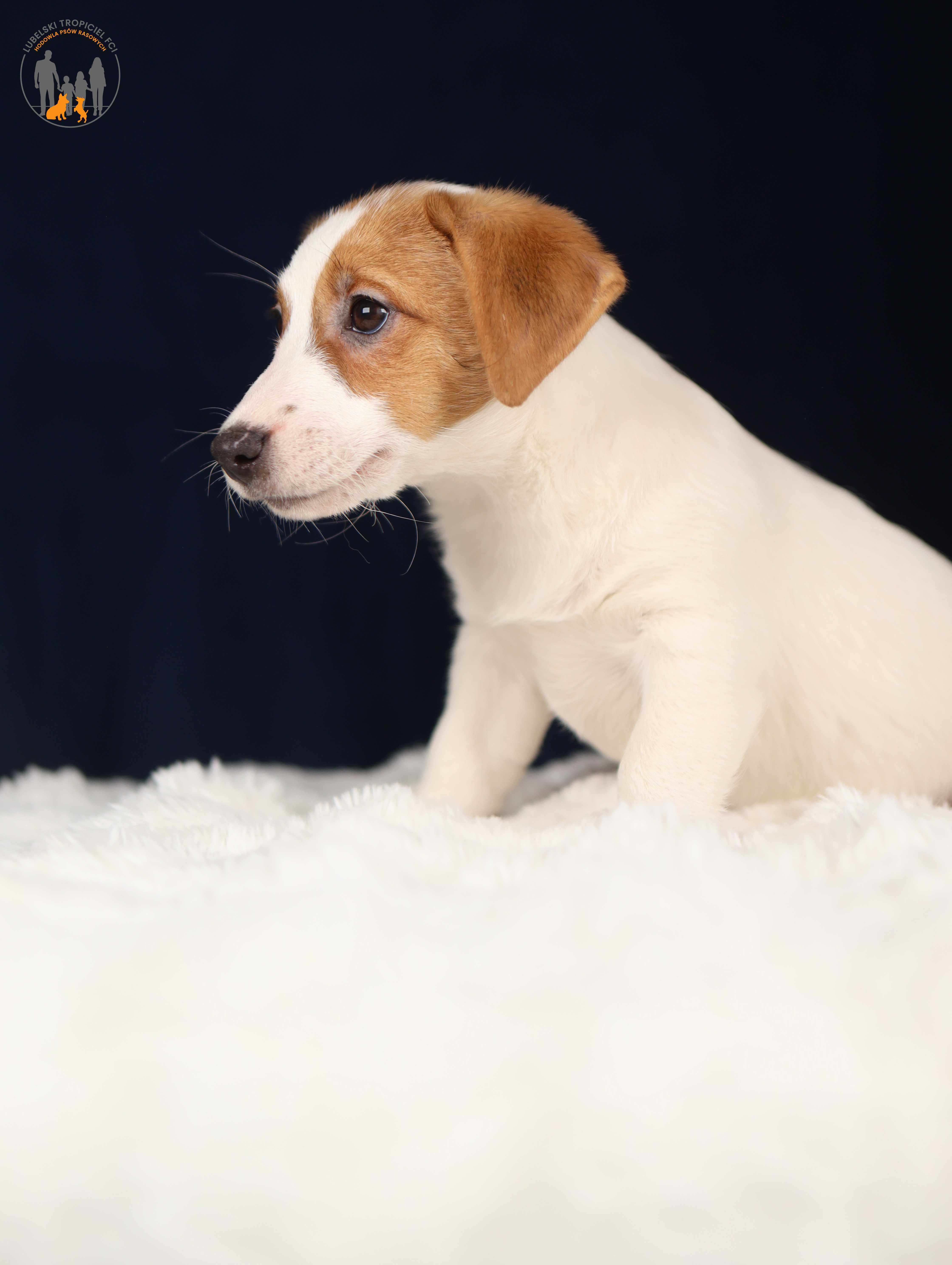 Jack Russell Terrier ZKwP FCI k.włos -rezerwacja