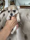 Baloo / Chihuahua / Piesek / Merle