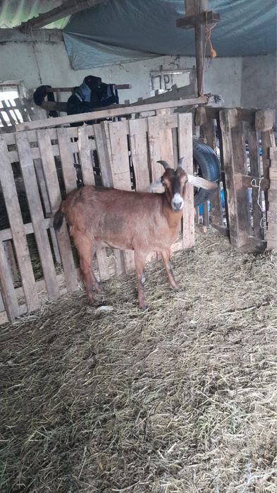 Коза англонубійська