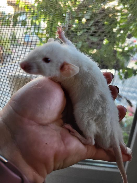 Срочно! Щурята рекс, дамбо рекс і дабл-рекс від 100 грн