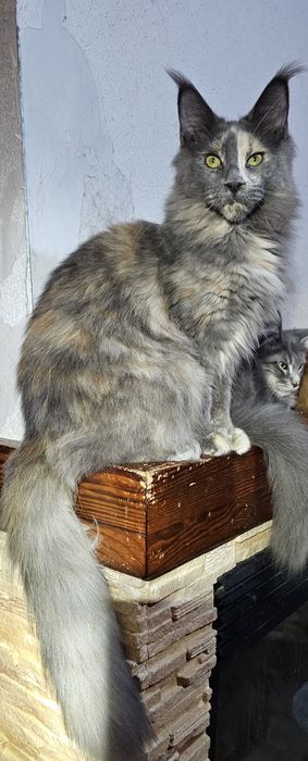 Голубокремка девочка мейн кун