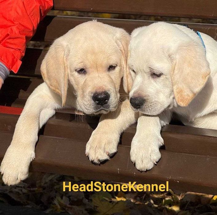 Щенки Лабрадора ретривера