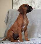 Rhodesian Ridgeback, szczenię wystawowe suczka ZKwP KIBANDA