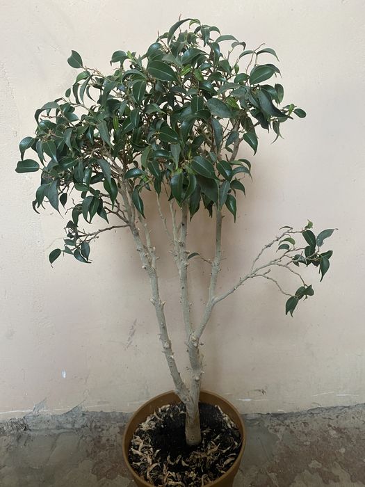Фікус Бенджаміна Наташа бонсай