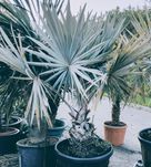 Estonteante palmeira azul, Bismarckia nobilis