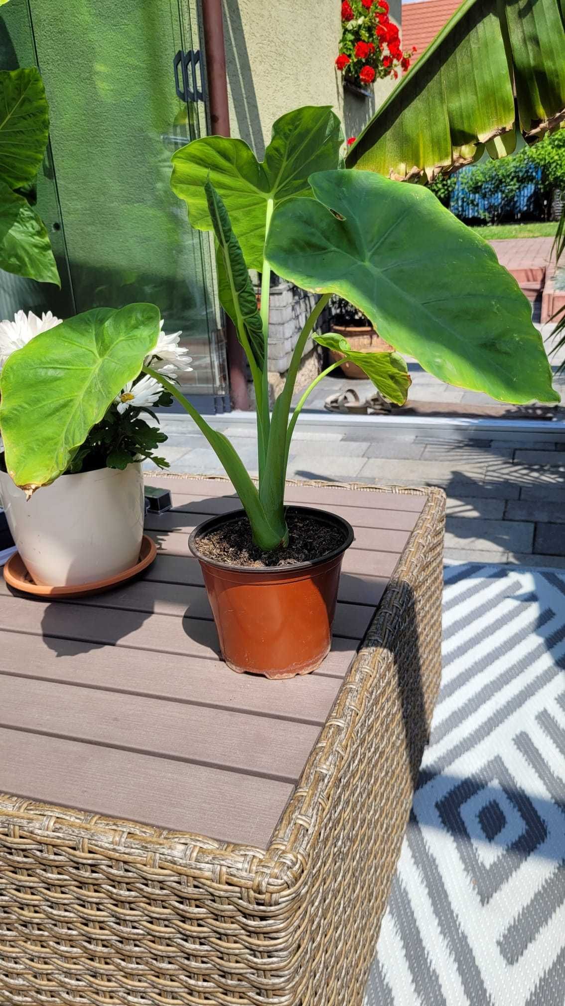Alocasia Esculenta-Taro