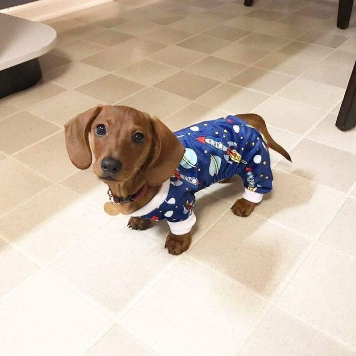 Солнышки в миниатюре — рыжие девочки таксы