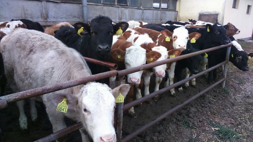 Byczki 150kg,jałowki odsadki, żarłaki, cielaki cielęta odpojone