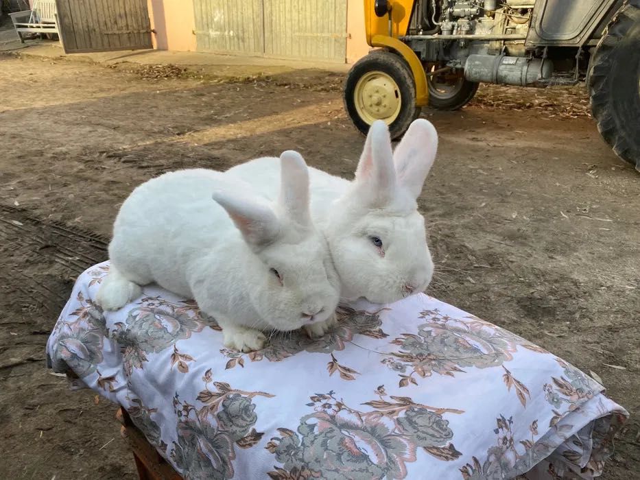 Wiedeński Bialy Samiczki Możliwa wysyłka
