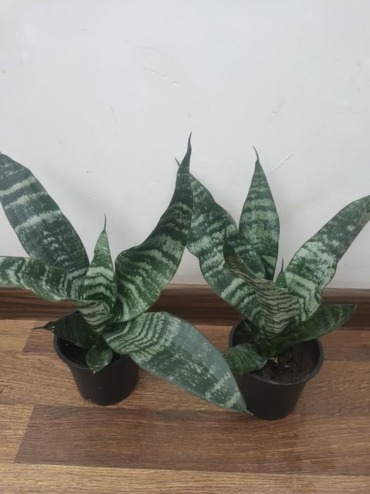 Сансевиерия тещин язык щучий хвост