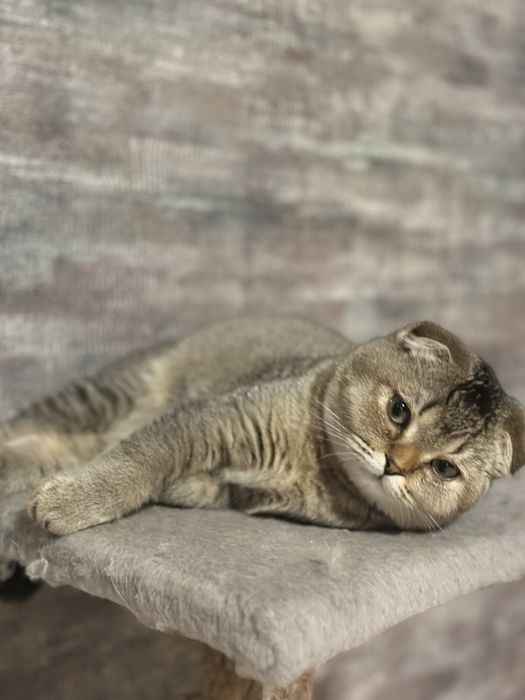 Висловухий 5 місячний дуже милий котик