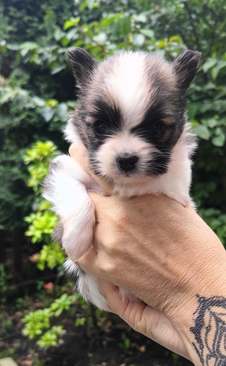Papillon piesek ZKwP FCI