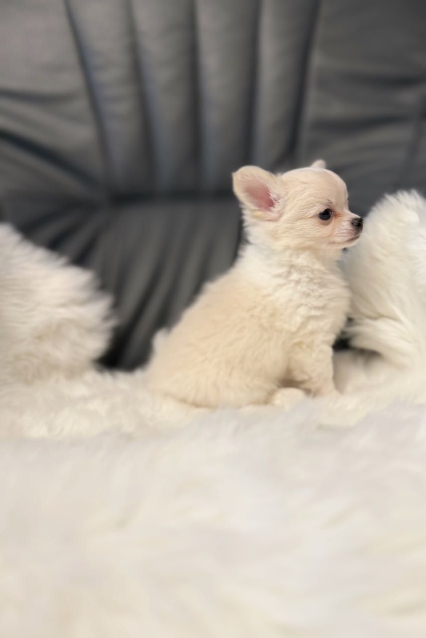 Chihuahua długowłosa śliczna suczka z rodowodem zkwp/fci