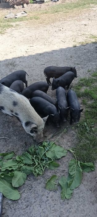Świnki wietnamki prosięta