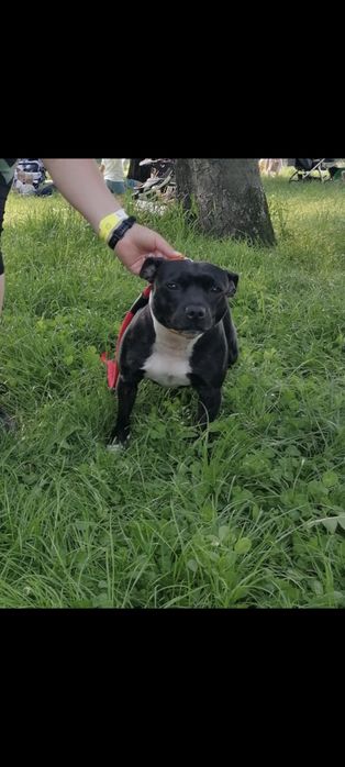 Staffordshire Bull Terrier staffik suczka