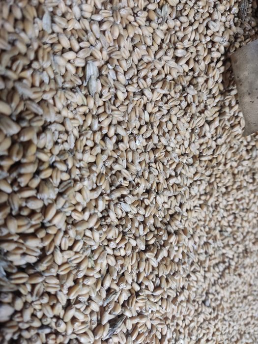 Продам пшеницю яра