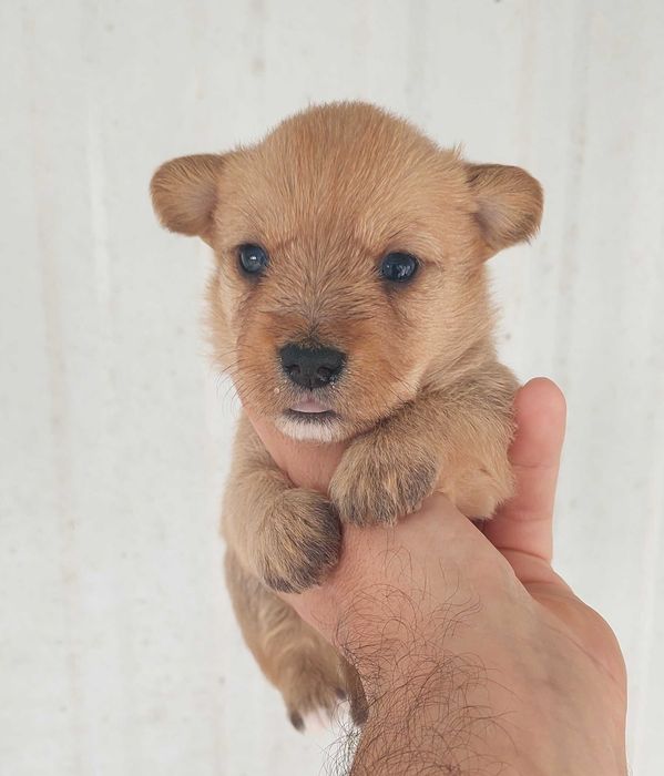 Podengo pequeno português cachorro