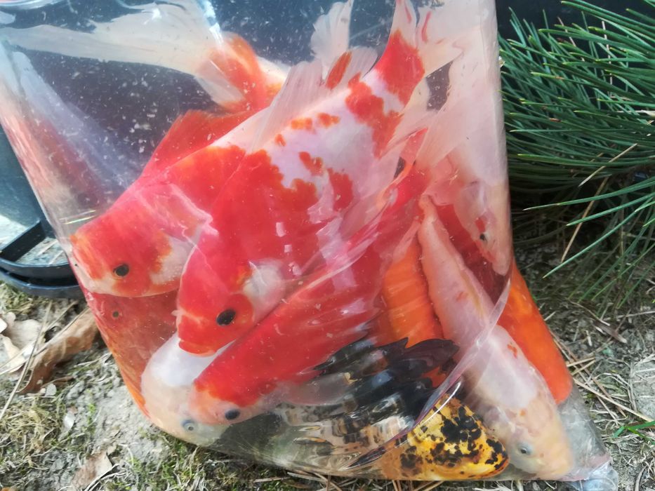 karaś ozdobny ( mix kolorów)