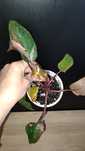 Filodendron Philodendron Pink Princess