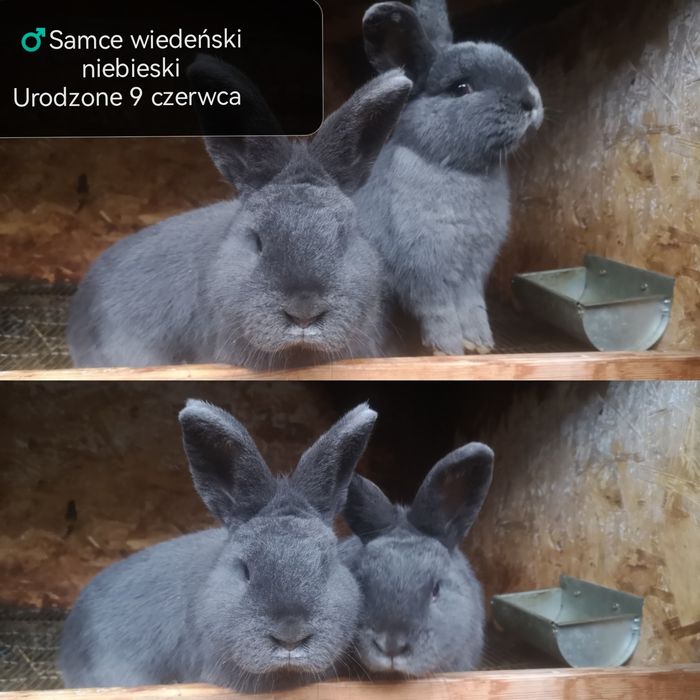 Kuna wielka, Wiedeński niebieski, mieszańce, króliki