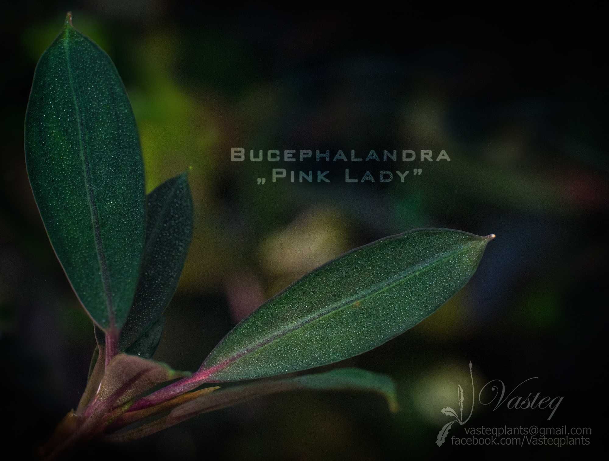 Bucephalandra "Pink Lady" od Vasteq