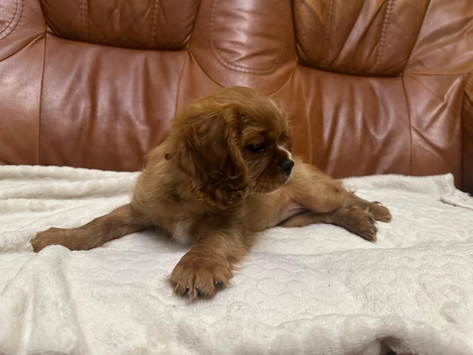 Cavalier King Charles Spaniel 

Z naszej domowej h