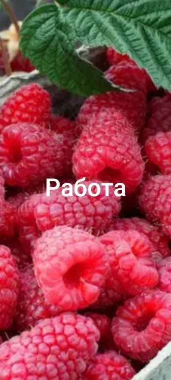 Работа. Русская Лозовая.