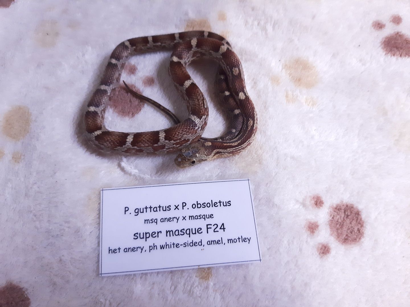 Wąż hybryda zbożówka x obsoleta, nadaje się na pierwszego