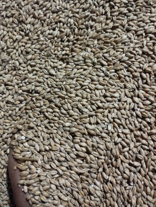 Pszenżyto Tadeus ładne grube