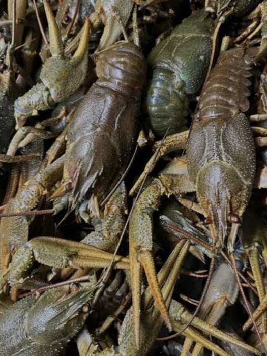 Продам живі раки та у нас діють знижки