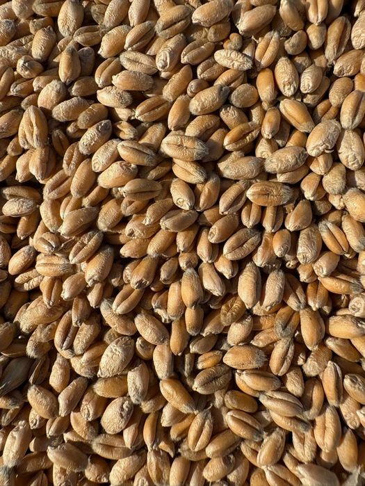 Pszenica Pszenżyto na sprzedaż