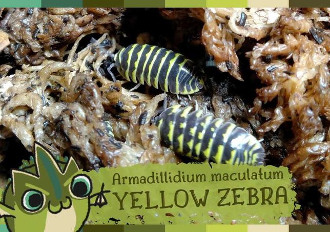 Armadillidium maculatum "Yellow Zebra"/kulanki/prosionki/isopody/12szt