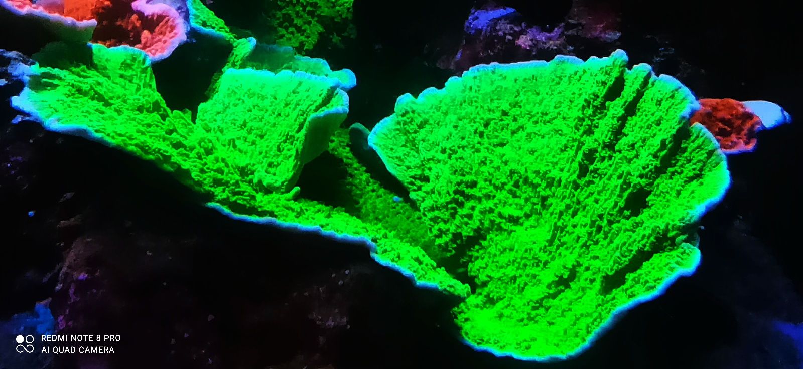 Koralowiec montipora zielona