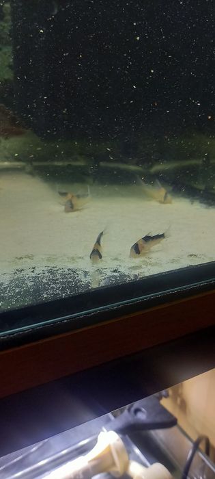 Sprzedam kirysy adolfa