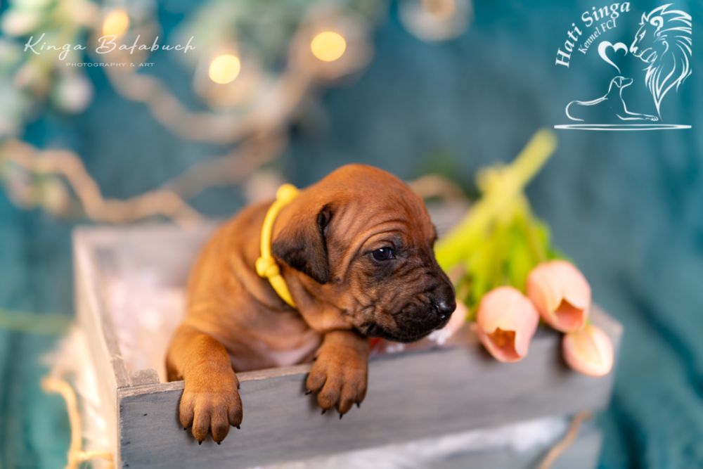 Rhodesian ridgeback - Ślask dostepna suczka standardowa