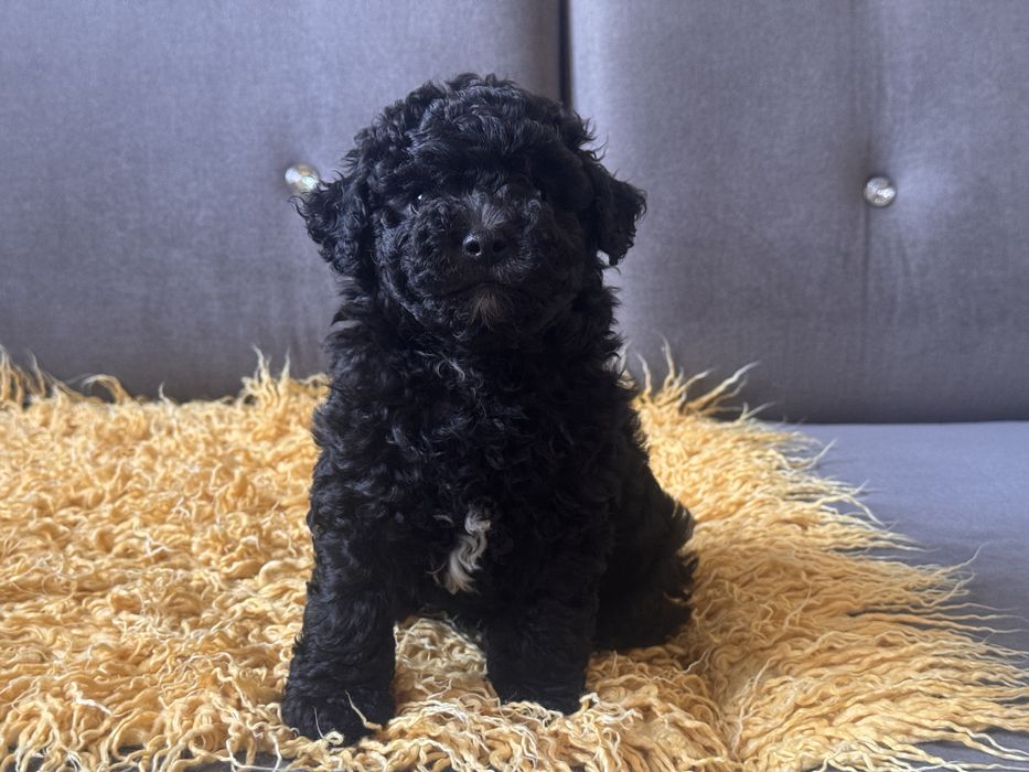 Bichpoo chłopiec gotowy do odbioru