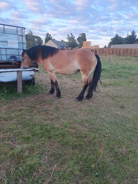 Sprzedam 3 klacze zimnokrwiste